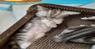British Shorthair cats - Advert 10