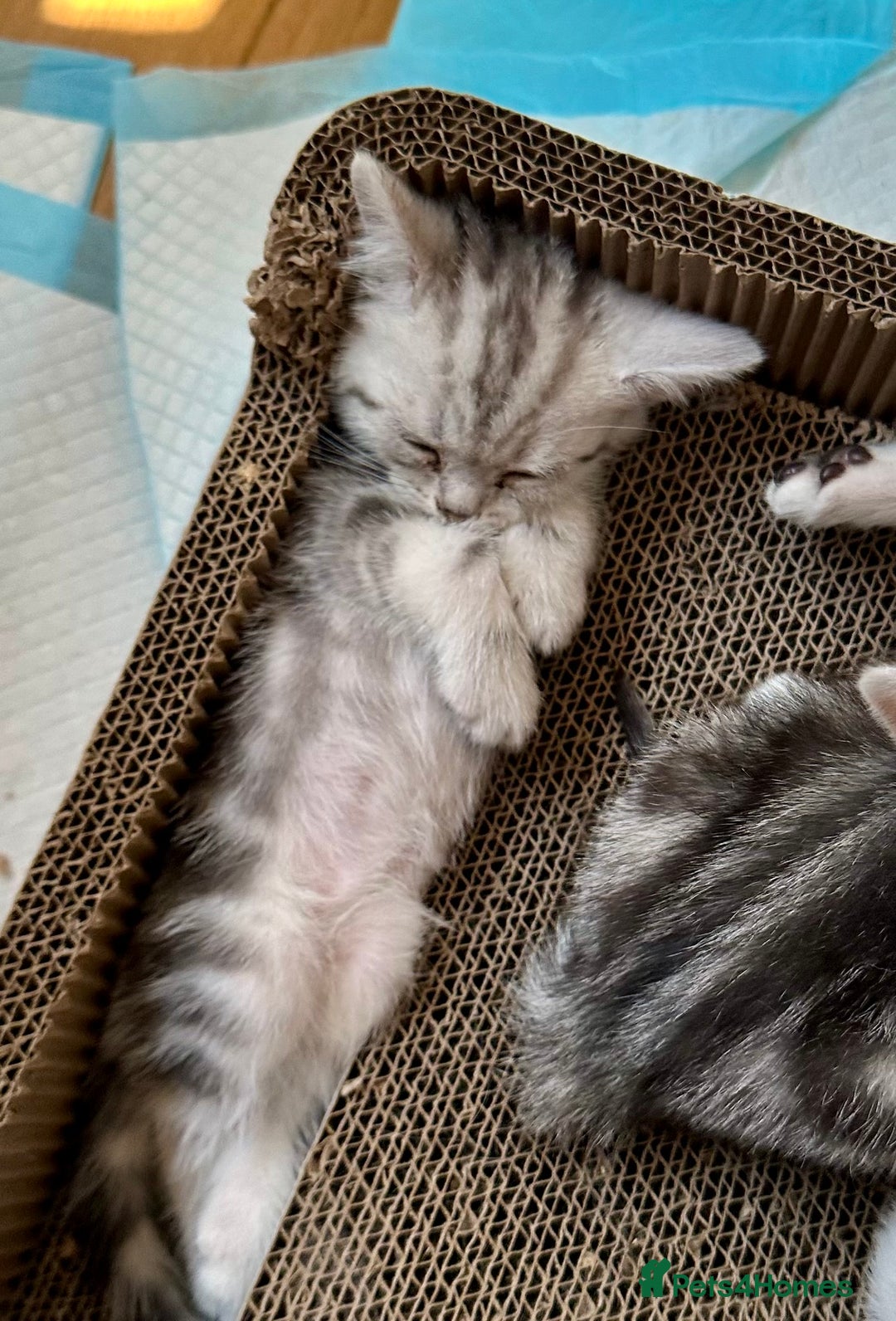 British Shorthair cats for sale: Gorgeous British Shorthair Babies.  - Image 4