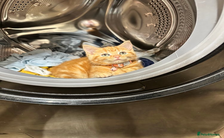 Mixed Breed cats - Advert 1