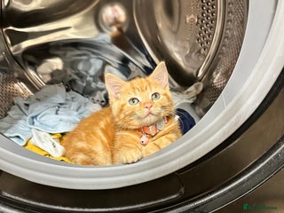 Mixed Breed cats - Advert 22