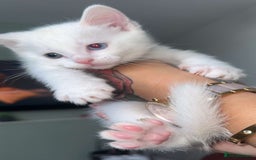 Ragdoll cats for sale: Ragdoll X British Shorthair Kittens - Image 1