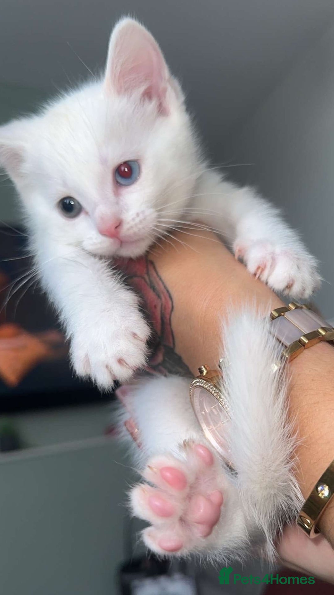 Ragdoll cats for sale: Ragdoll X British Shorthair Kittens - Image 1
