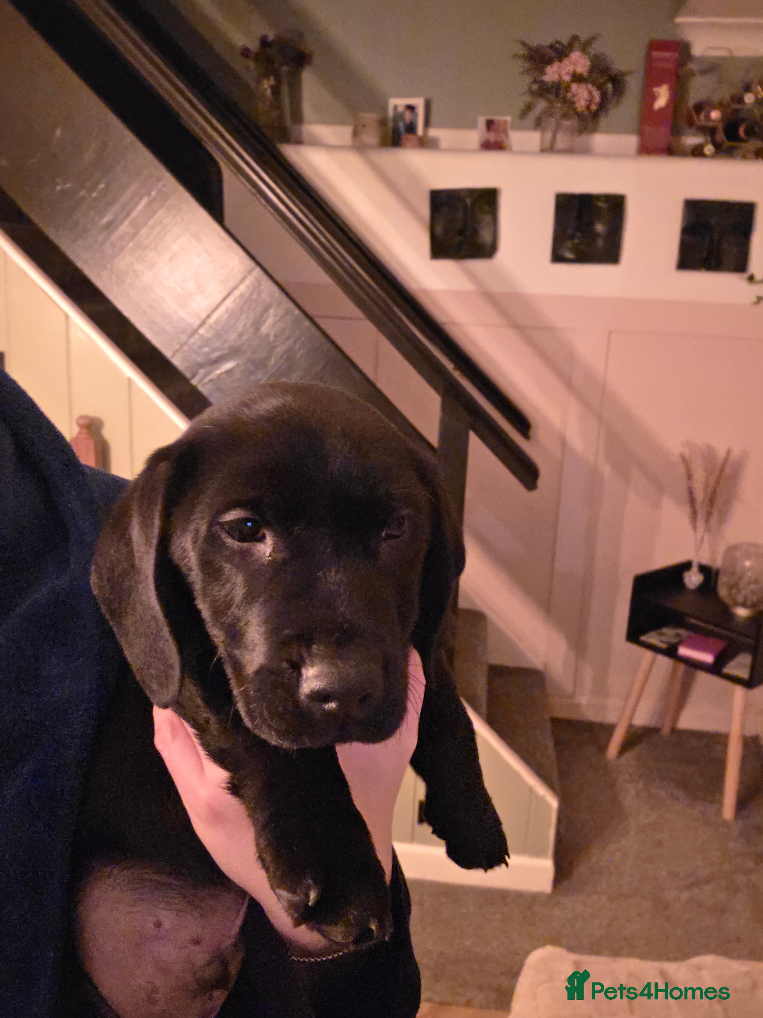 Mixed Breed dogs Dashador puppies  - Advert 1