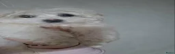 Havanese dogs for sale: Bichon Havanese Puppy - Advert 2
