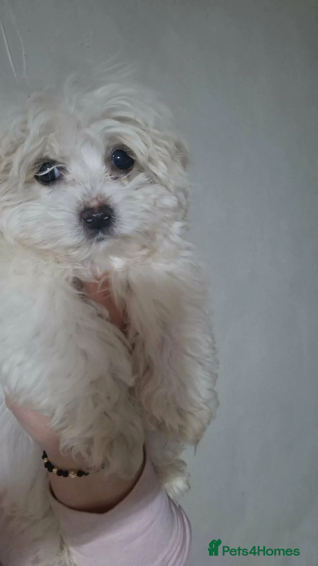 Havanese dogs for sale: Bichon Havanese Puppy - Advert 2