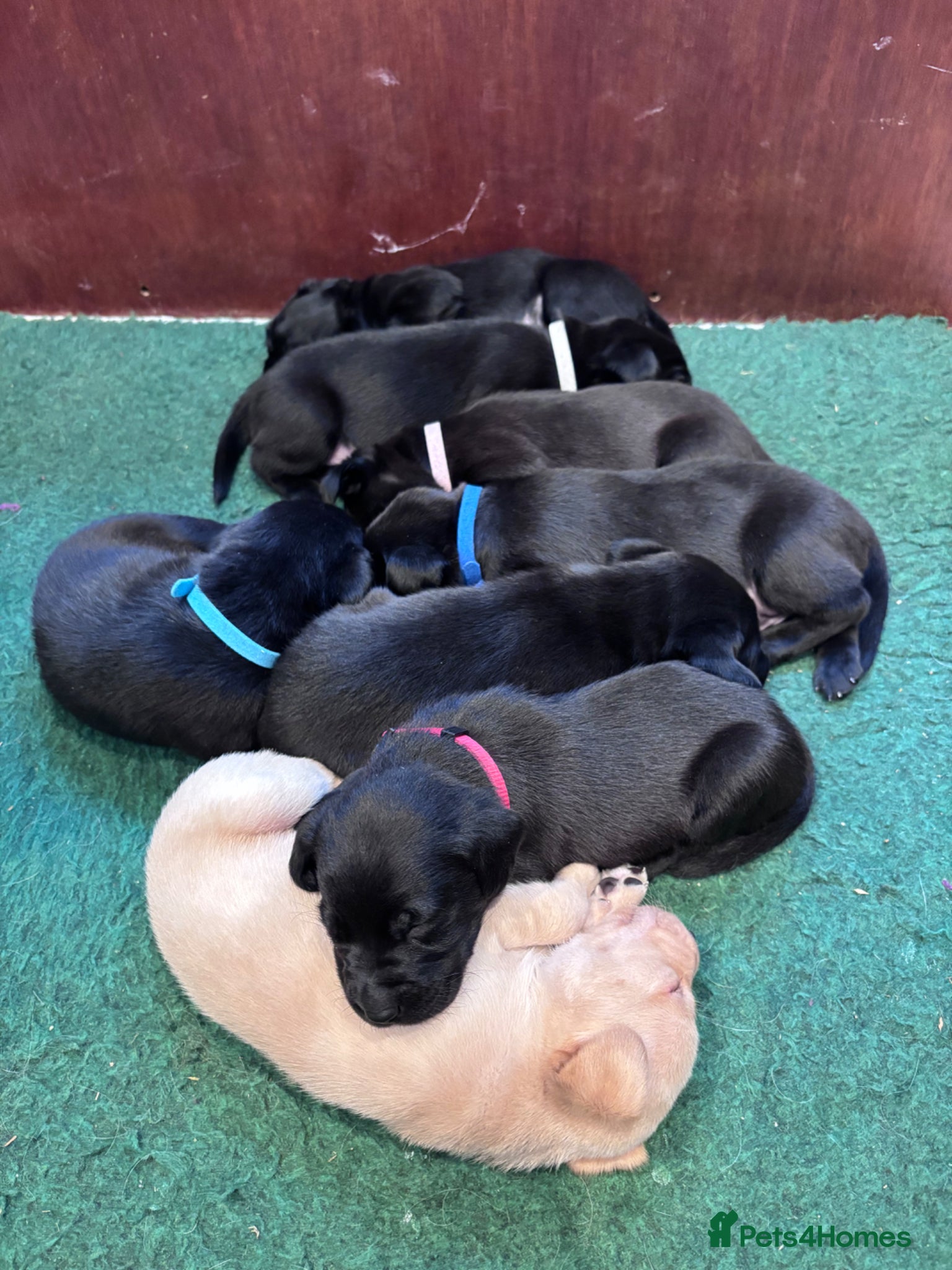 Labrador Retriever dogs KC Registered Labrador Retrievers - Advert 1