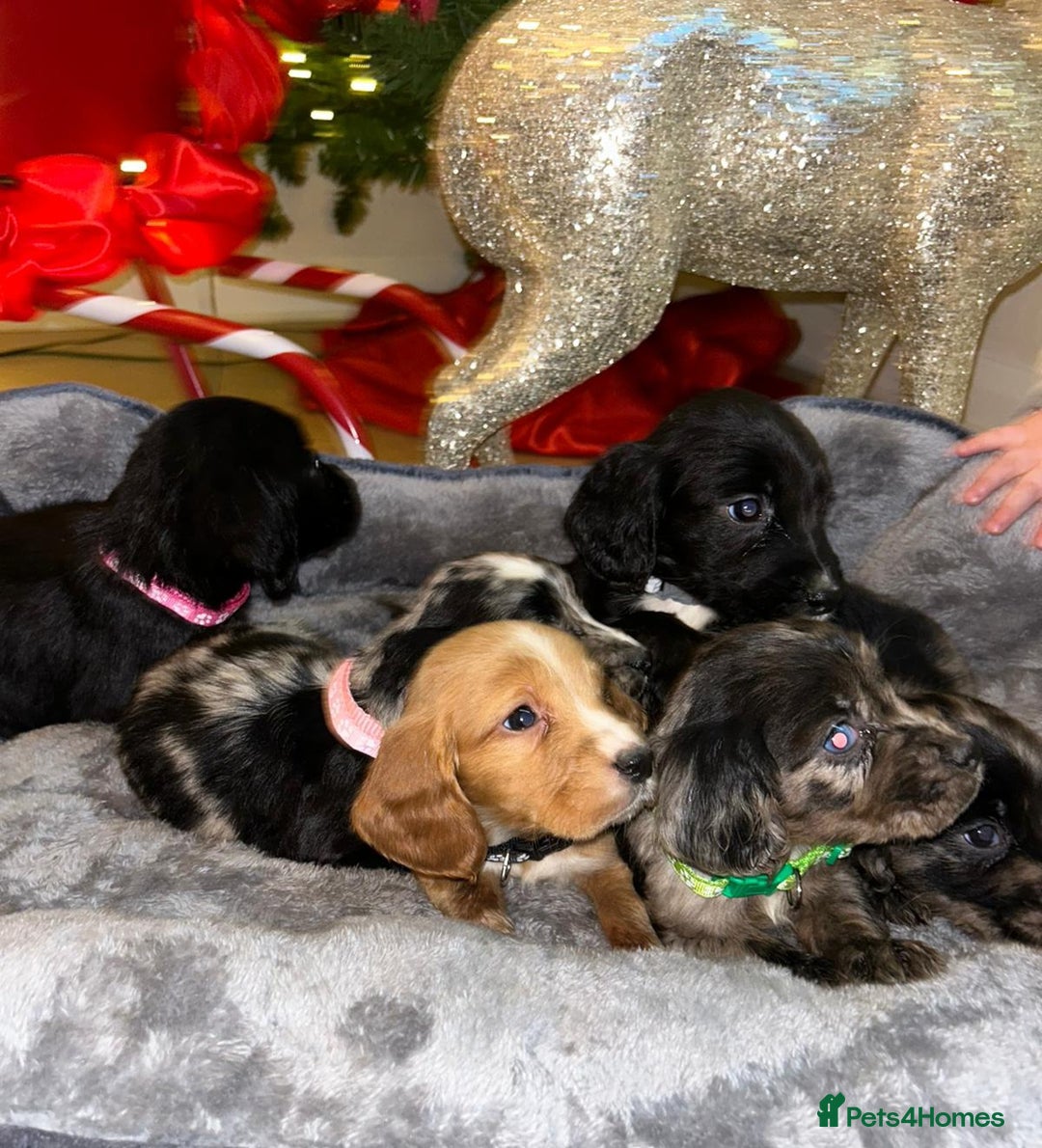 Cocker Spaniel dogs for sale: 6 beautiful cocker spaniel puppies  - Advert 5