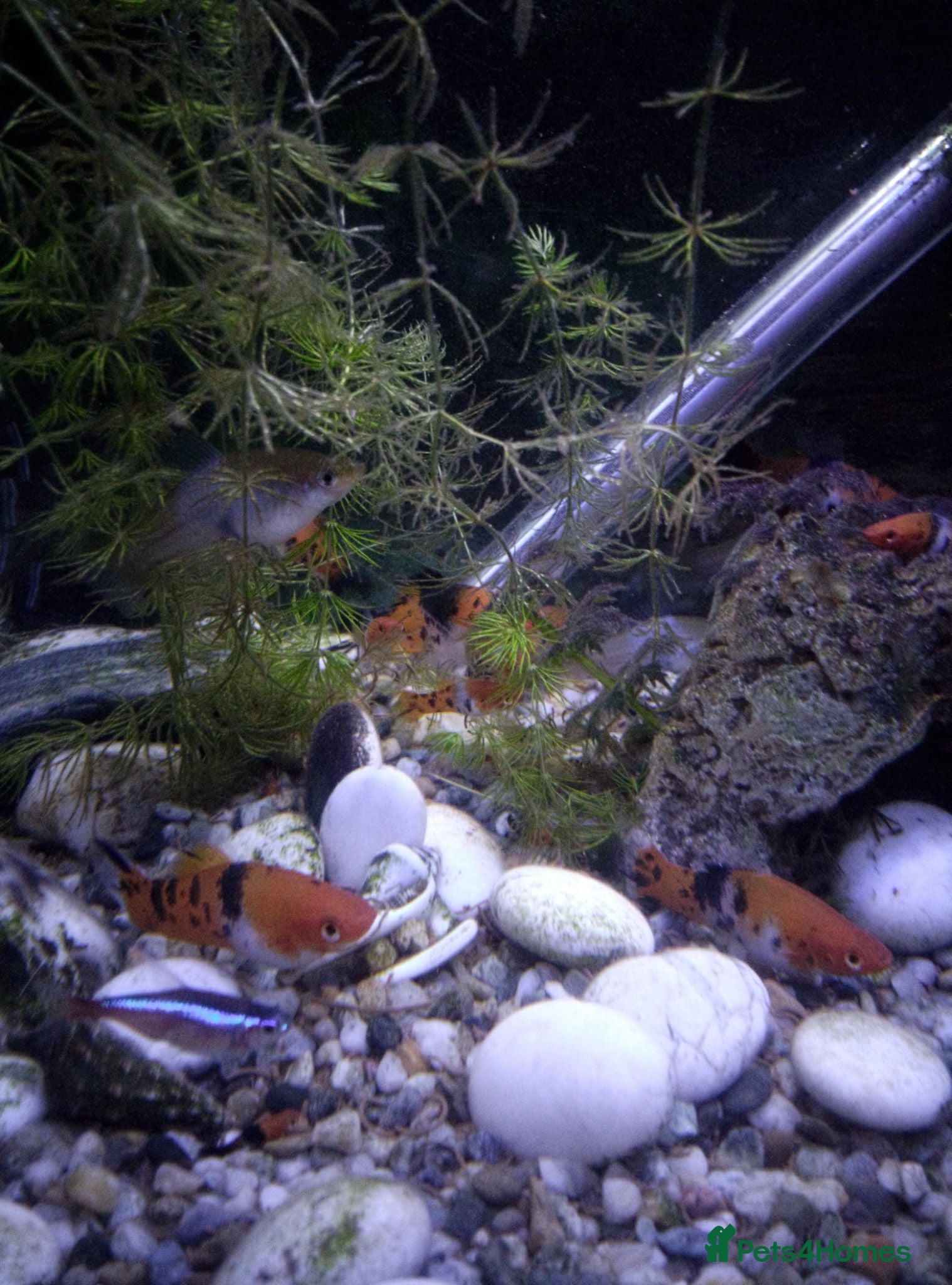 Swordtails fish Swordtail tropical  fish - Advert 12