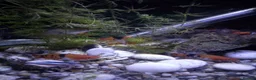 Swordtails fish for sale: Swordtail tropical  fish in Dover - Advert 1