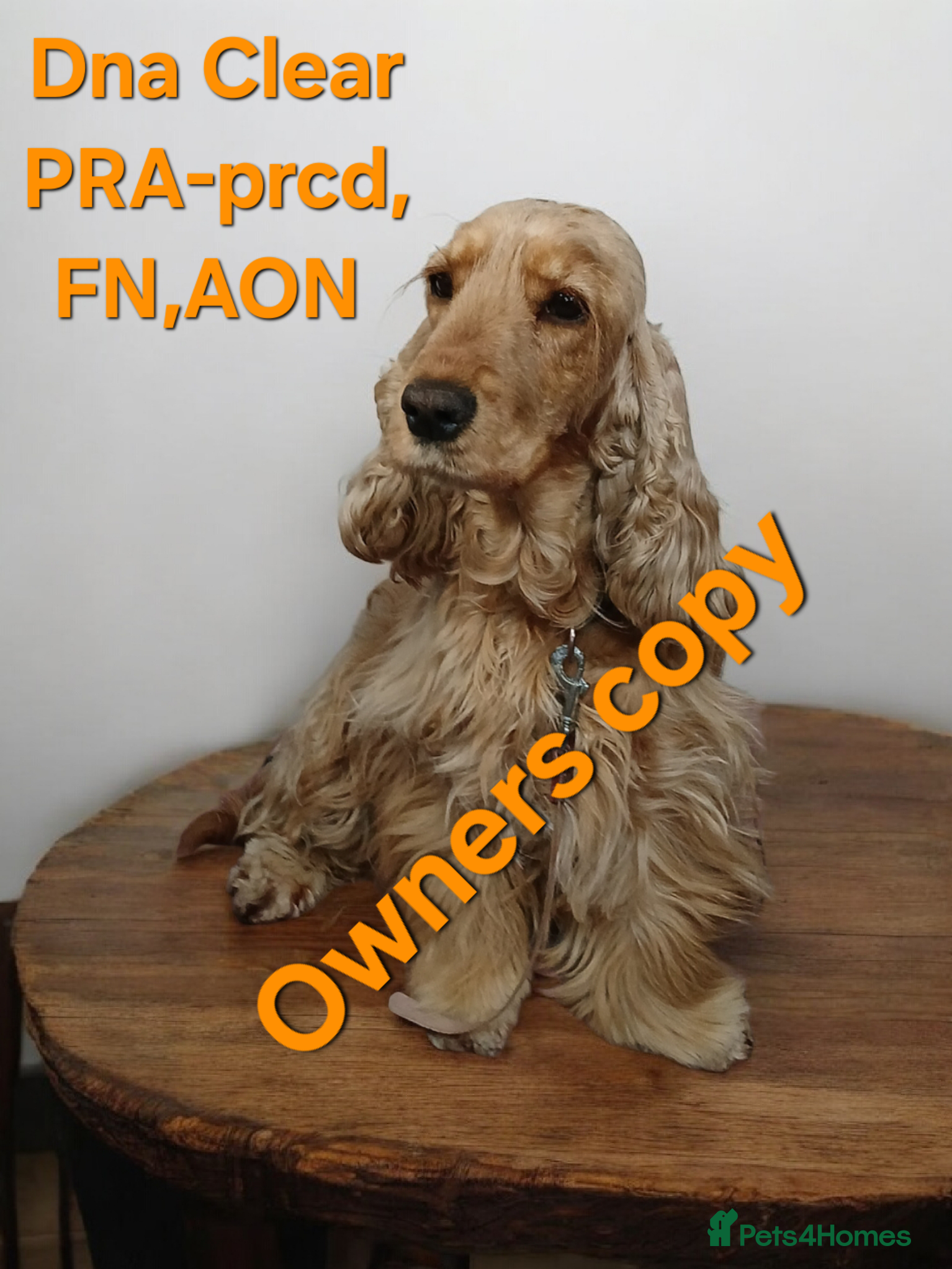 Cocker Spaniel dogs KC,DNa Clear for Adoption/ looking retirement 🏡  - Advert 17