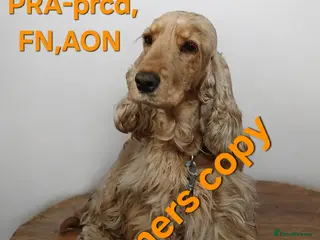 Cocker Spaniel dogs KC,DNa Clear for Adoption/ looking retirement 🏡 - Advert 17