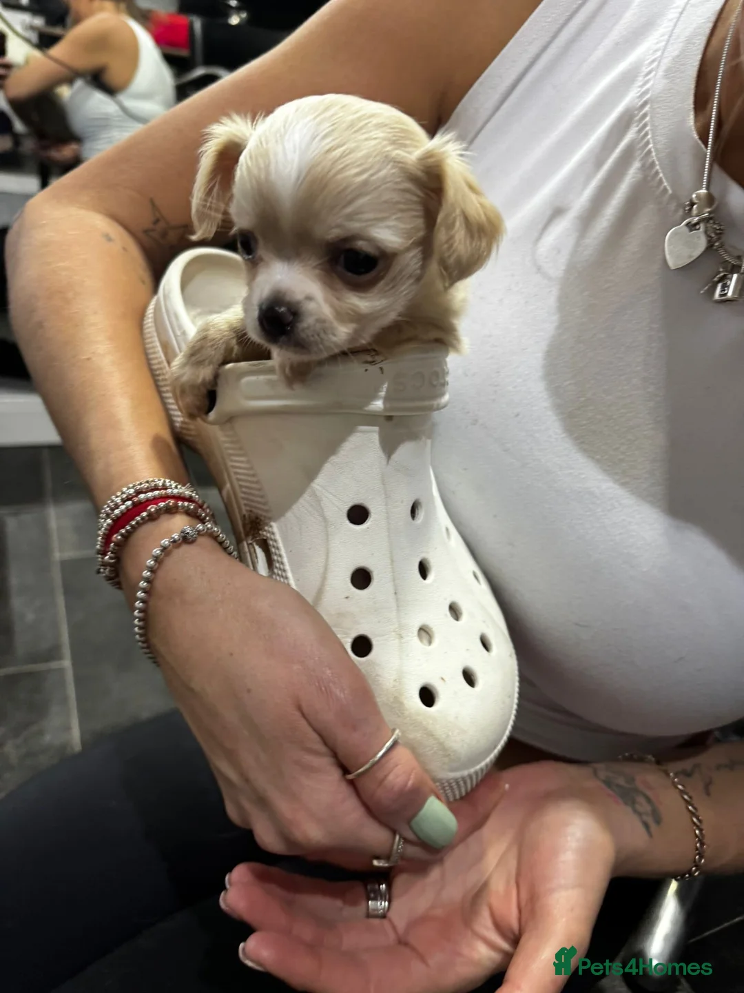 Chihuahua dogs for sale: Beautiful  **  chihuahua girls - Advert 10