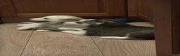Siberian Husky dogs for sale: Beautiful Siberian husky puppies - Advert 15