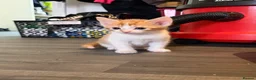 Mixed Breed cats for sale: Adorable little kittens. Mixed breed.  - Advert 11
