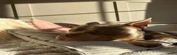 American Bully dogs for stud: 🐾 BUGZY THE AMERICAN BULLY STUD🐾 - Advert 16