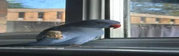 Parakeets birds for sale: Chatty indian ringneck - Advert 4