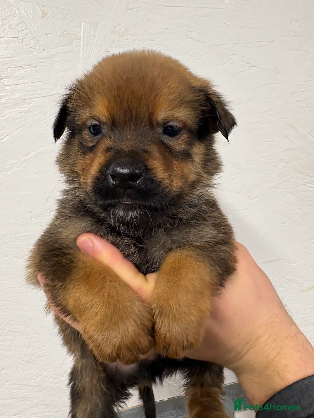 Mixed Breed dogs for sale: Rottweiler x malinois - Advert 16