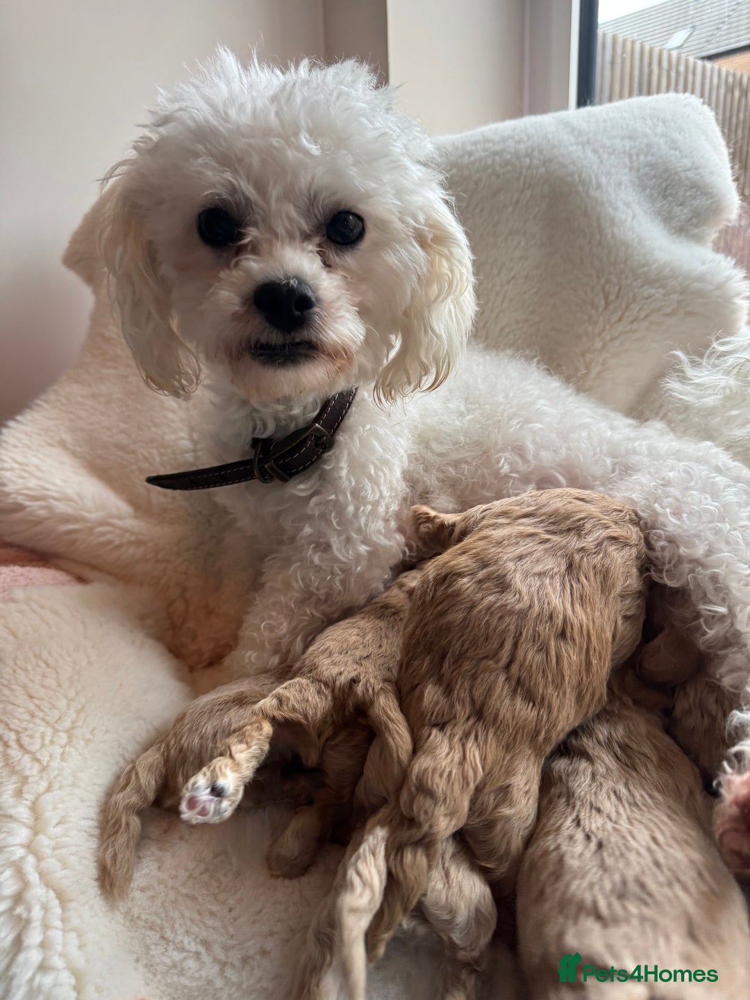 Maltipoo dogs for sale: TINY MALTIPOO PUPPIES - Advert 1
