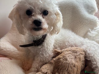 Maltipoo dogs TINY MALTIPOO PUPPIES - Advert 2