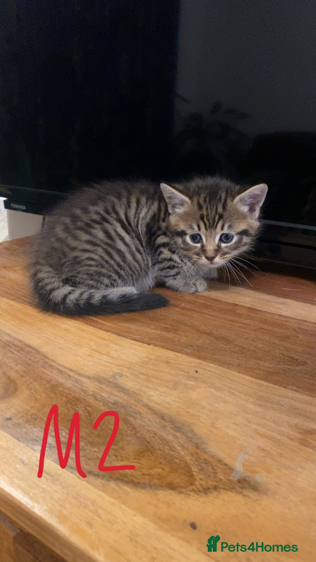 Mixed Breed cats for sale: 4x Tabby😻Babies ready ✅  - Advert 10