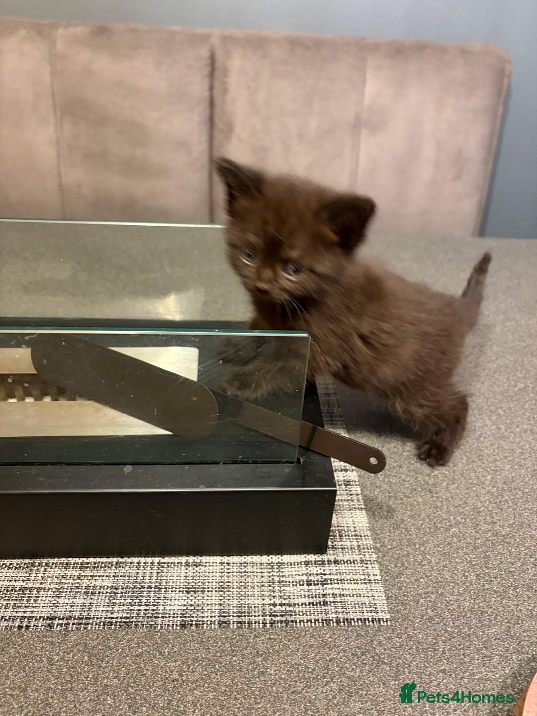 British Shorthair cats for sale: British Shorthair cross kittens - Advert 3