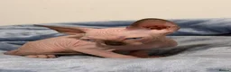 Sphynx cats for sale: Beautiful Male Sphynx Kitten – Ready Now  - Advert 10