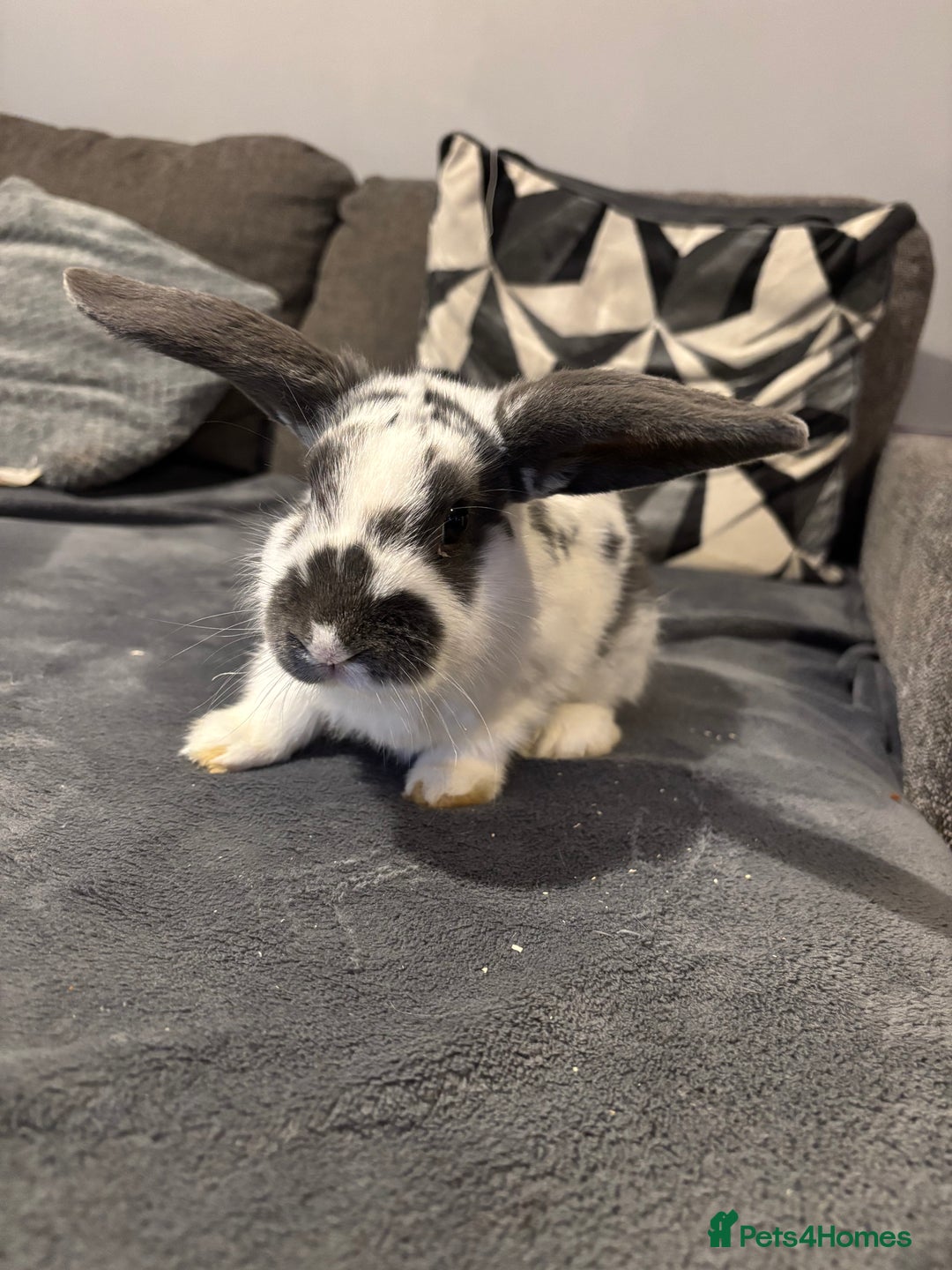 Mixed Breed rabbits for sale: Two male rabbits  - Advert 5