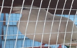 Pigeons birds for sale: Young tipplers/tumblers & racers £3 each - Image 15