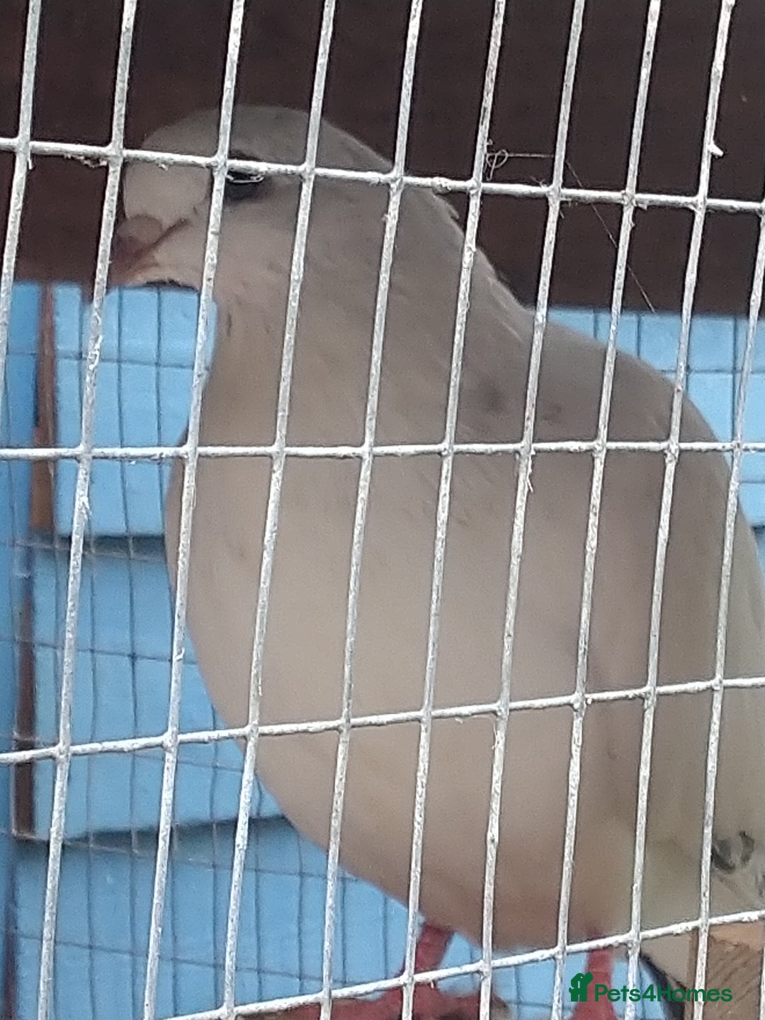 Pigeons birds for sale: Young tipplers/tumblers & racers £3 each - Image 15