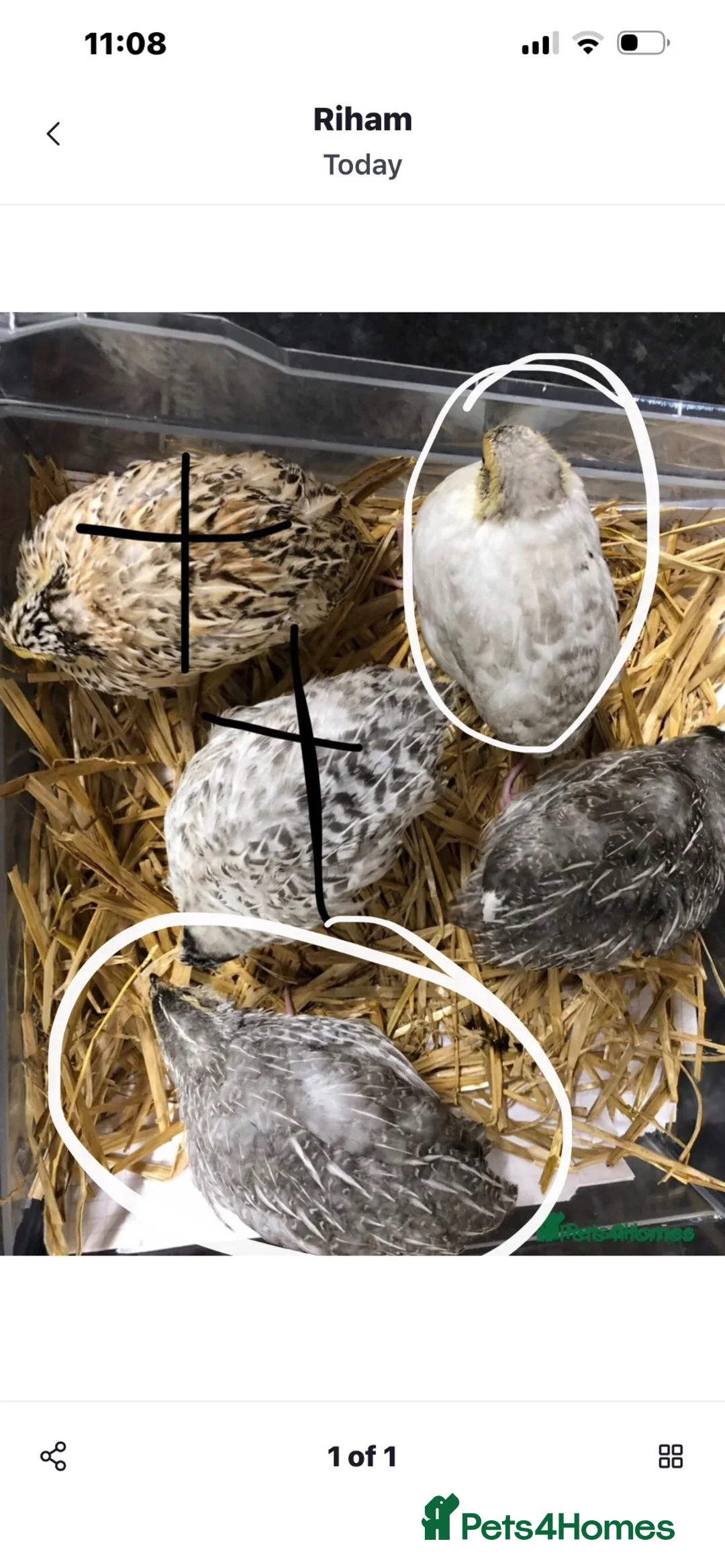 Quail poultry for sale: 2 quails in Manchester - Advert 2