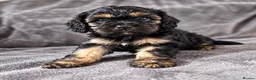 Cavapoo dogs for sale: First sneak peek of these adorable Cavapoo’s - Advert 5