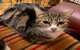 Mixed Breed cats for sale: 4 kittens available mixed breed  - Image 6