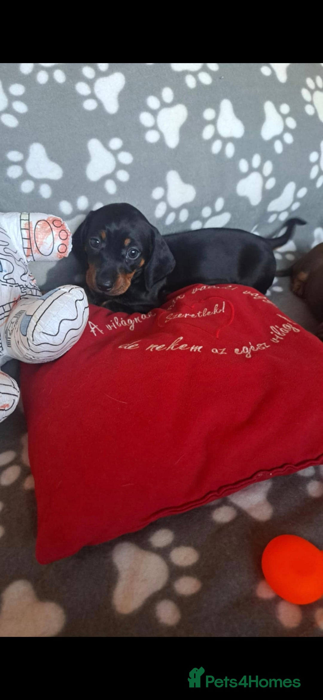 Dachshund dogs for sale: Beautiful Dachshund Puppies - Advert 4