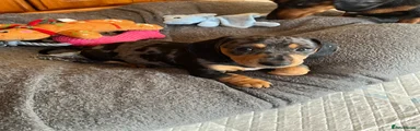 Miniature Dachshund Puppy 1