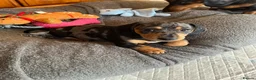 Miniature Dachshund dogs for sale: Beautiful KC registered puppies.  - Advert 19