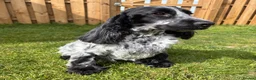 Cocker Spaniel dogs for sale: 2 left available Serbia import lines SHOW cockers  - Advert 14