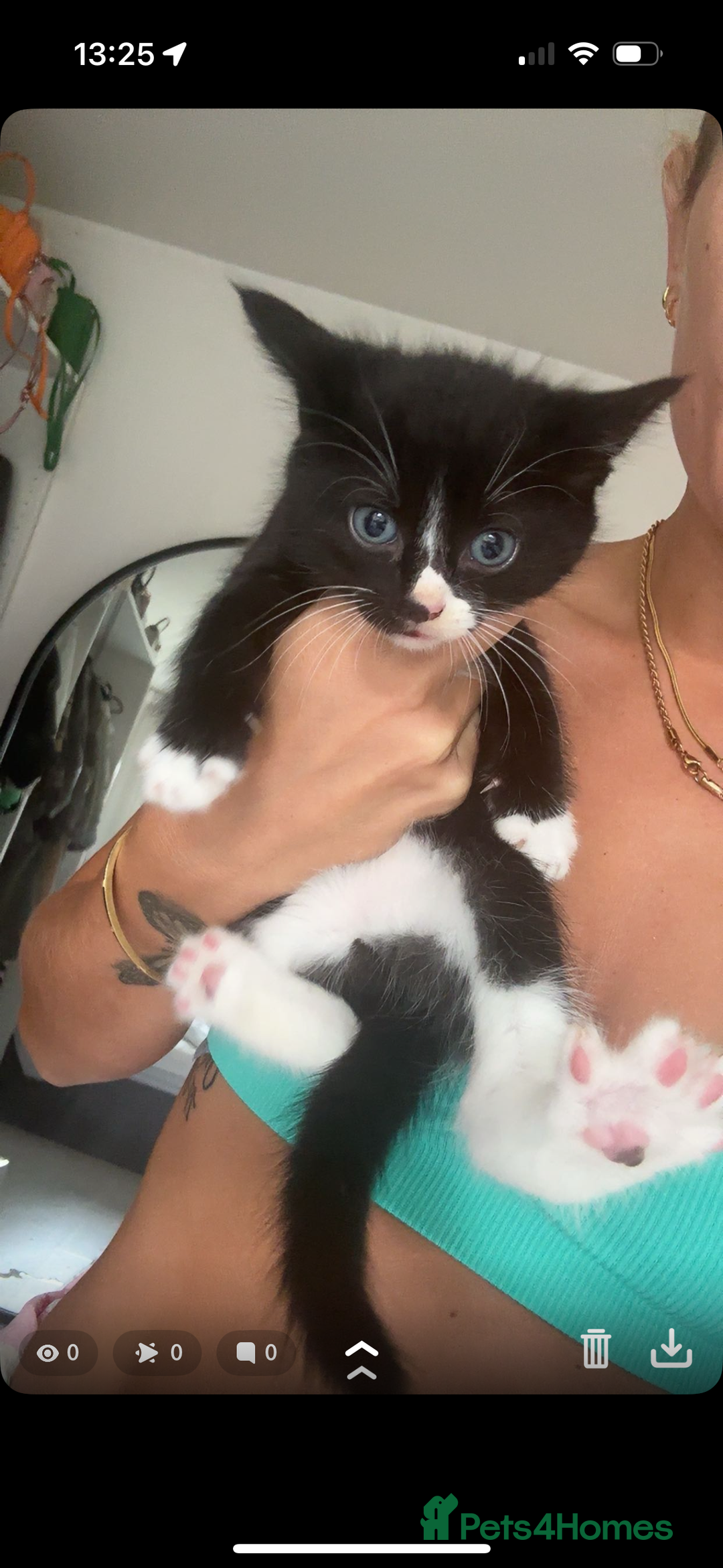 Mixed Breed cats for sale: 3 Female Kittens Available  - Image 3