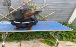 Dachshund dogs for sale: Standard dachshund adult female  - Image 3