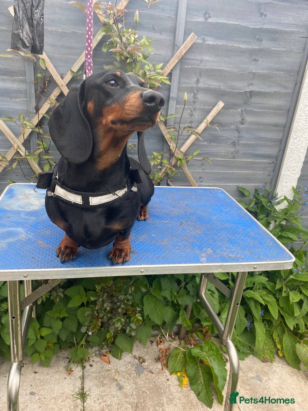 Dachshund dogs for sale: Standard dachshund adult female  - Image 3