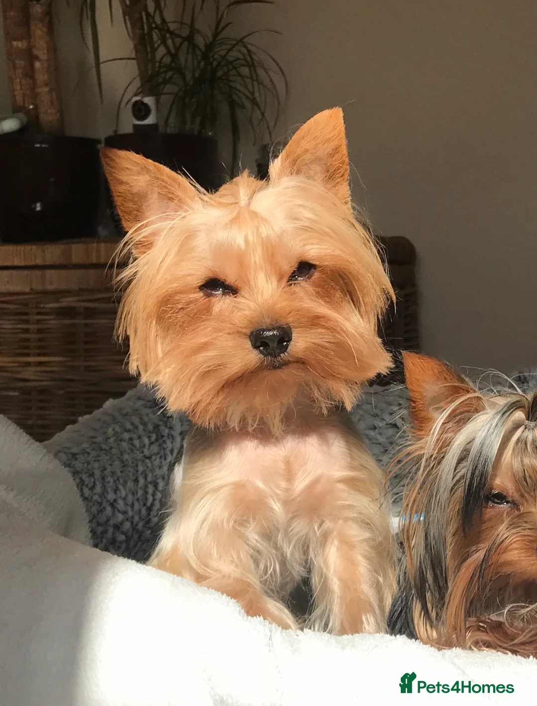 Yorkshire Terrier dogs for stud: Miniature experienced Yorkie STUD price 150 in Worcester - Advert 3