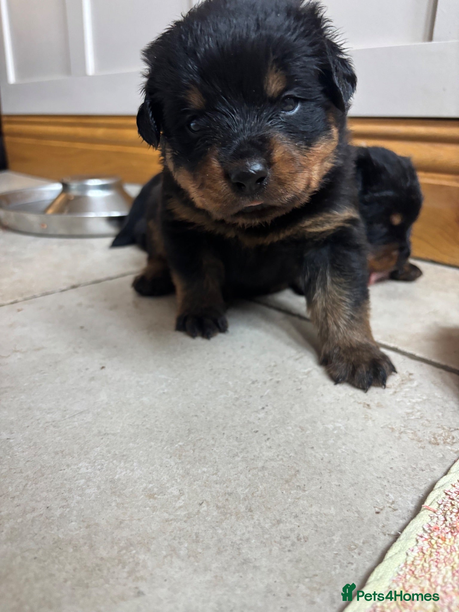 Rottweiler dogs Stunning Rottweiler Puppies  - Advert 2