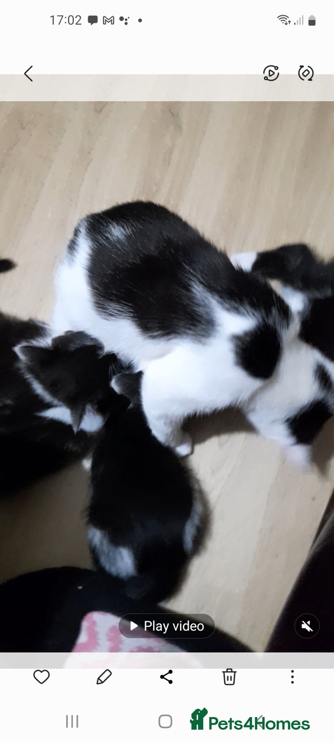Mixed Breed cats for sale: Bezutiful kittens, looking fir their forever home. - Image 5