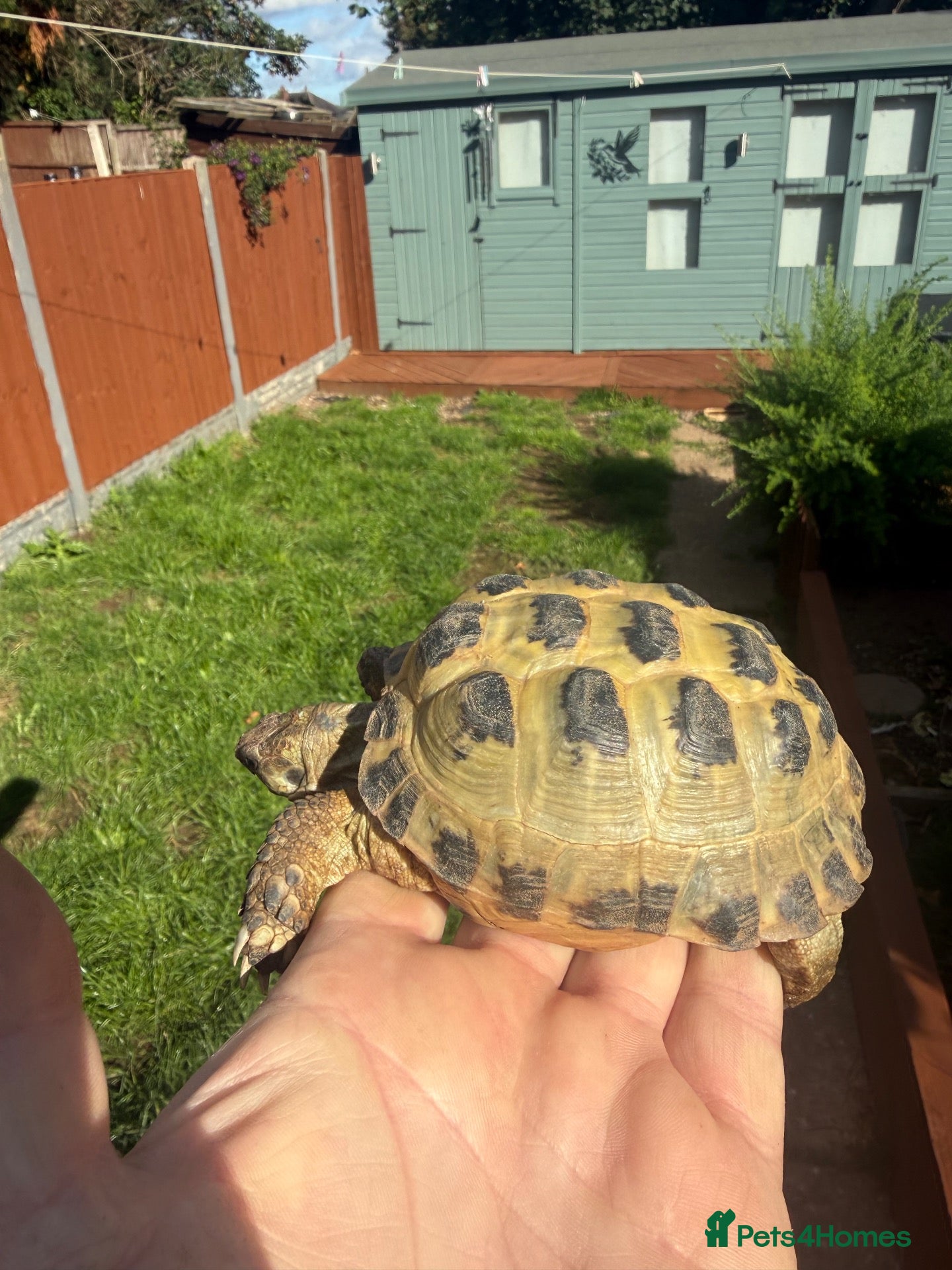 Hermann Tortoise reptiles 3 year old Horsfield Tortoises - Advert 1
