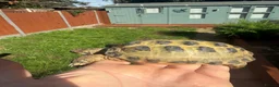 Hermann Tortoise reptiles for sale: 3 year old Horsfield Tortoises - Advert 2