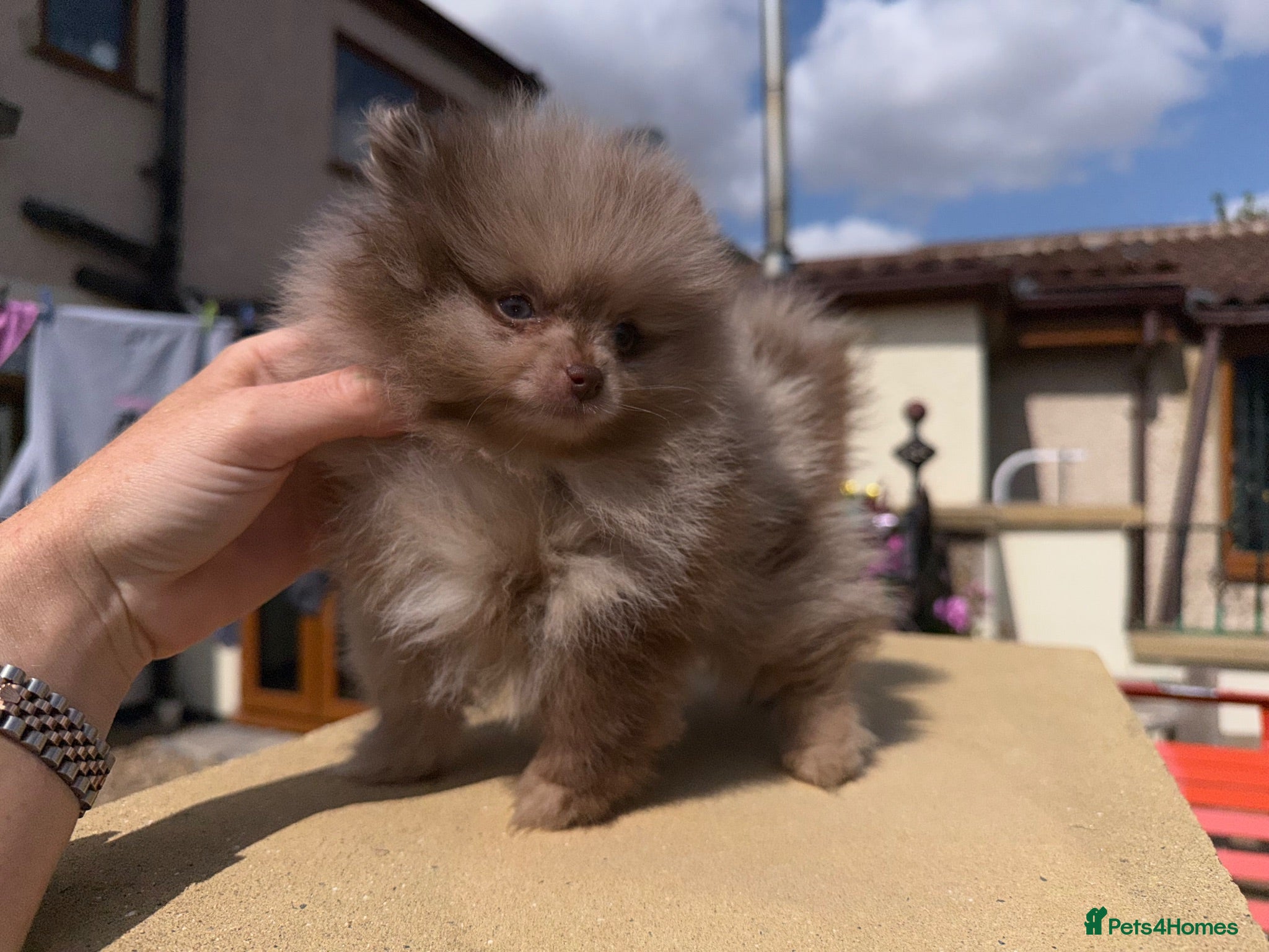 Pomeranian dogs 🍫🍦BLUE EYED CHOC & CREAM MEARLE TEDDY BEARS🍫🍦 - Advert 3