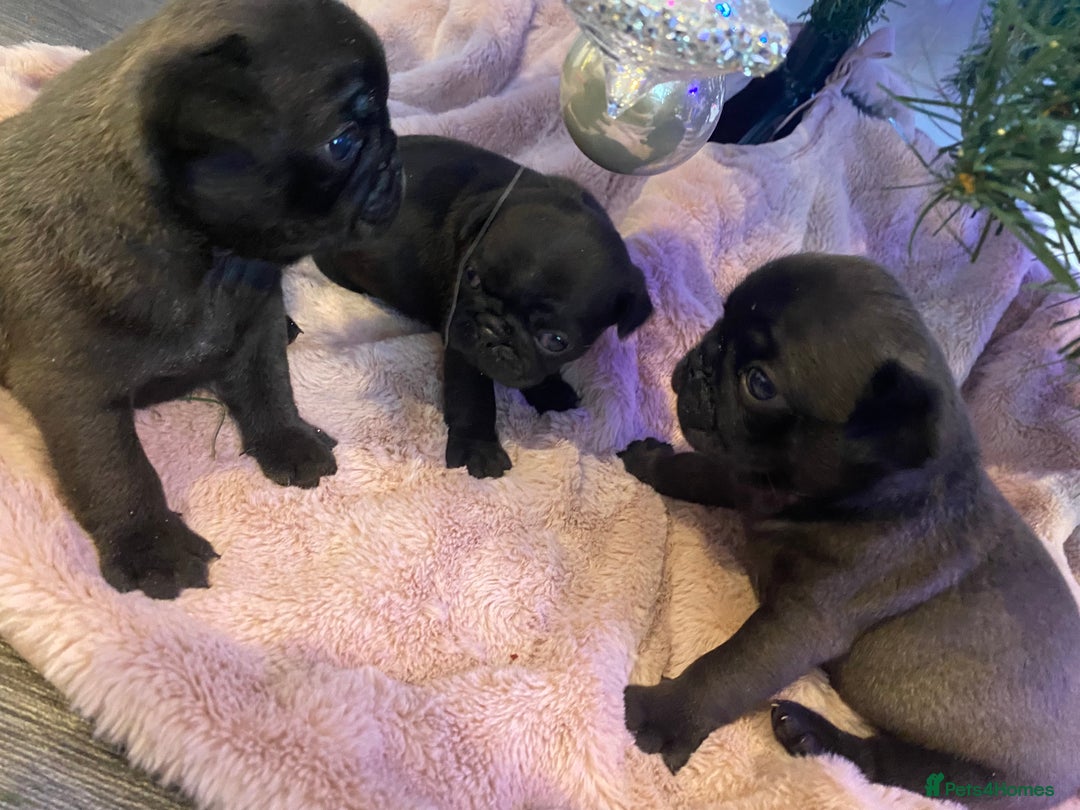 Pug dogs for sale: 💓 PUG BABIES 💓  - Advert 2