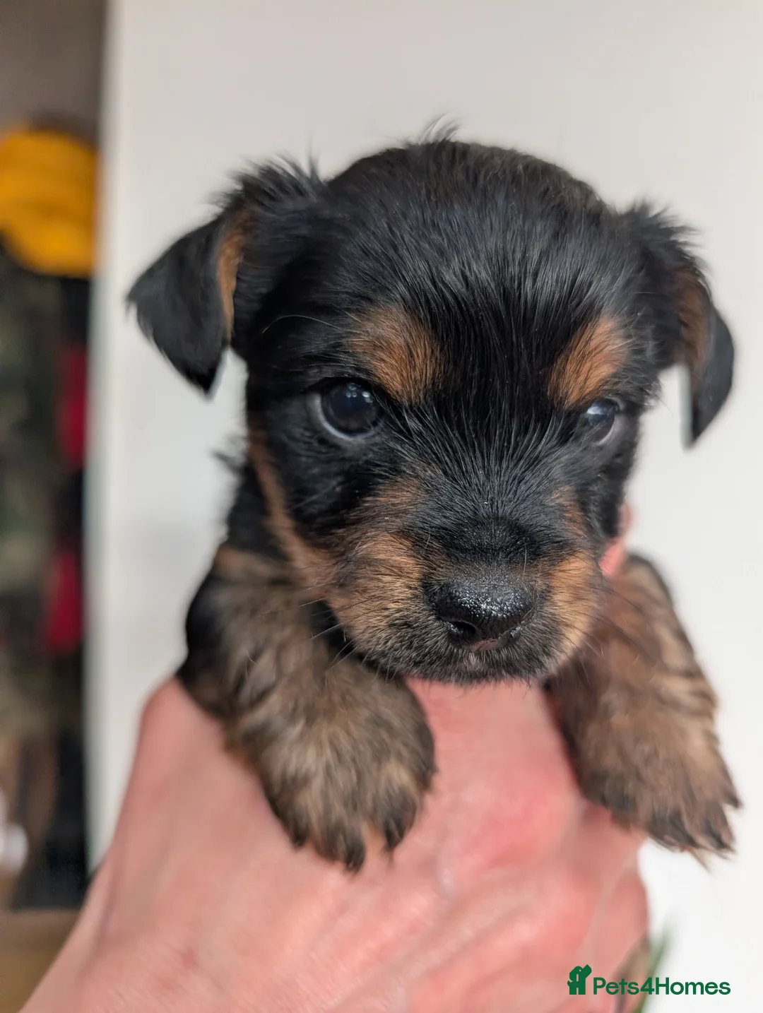 Yorkshire Terrier dogs for sale: Beautiful souls looking for their forever homes ❤️ - Advert 1