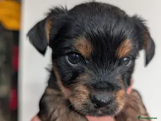 Yorkshire Terrier dogs Beautiful souls looking for their forever homes ❤️ - Advert 16