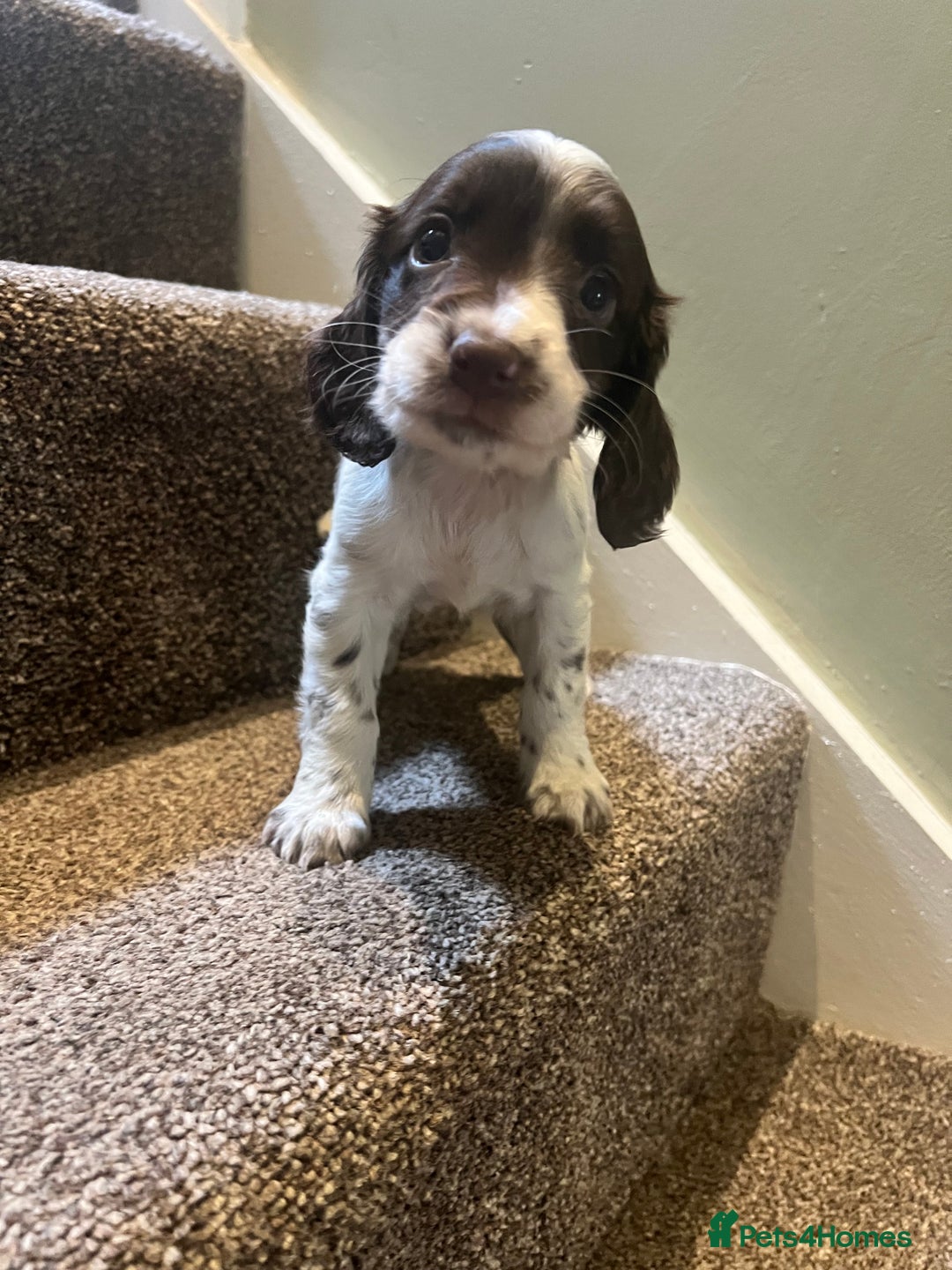 Sprocker dogs for sale: Lovely litter of Sprockers  - Image 4