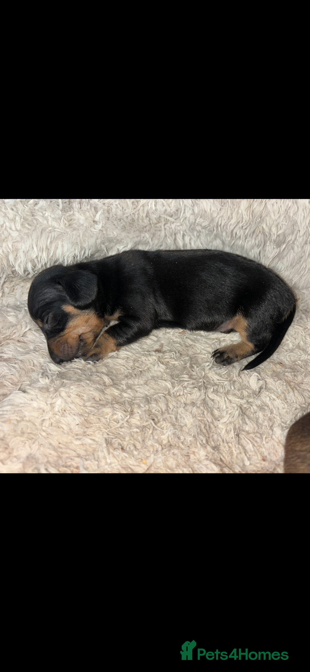Miniature Dachshund dogs for sale: Miniture dashhounds  - Image 4